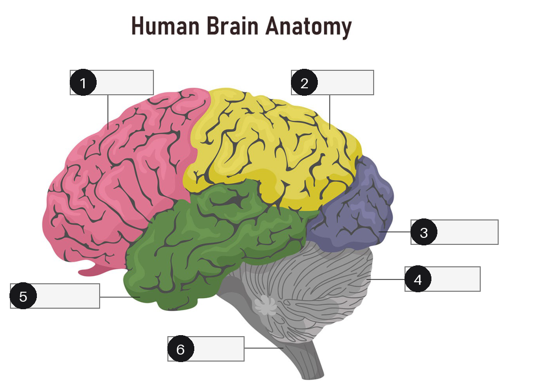 A brain diagram with its six labels replaced by numbered blanks